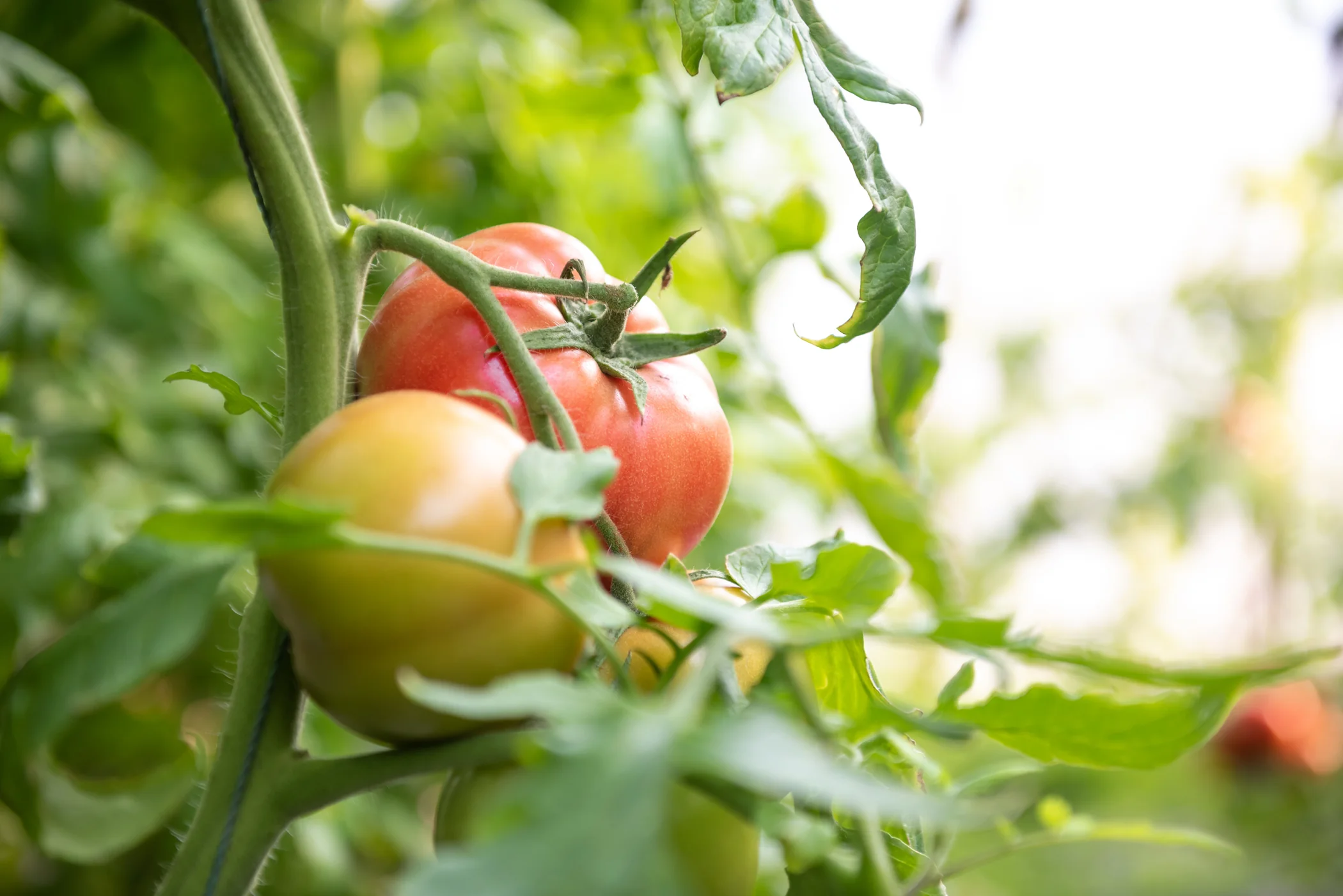 Grow Your Own Private Oasis