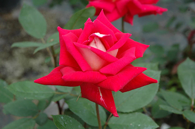 roses
